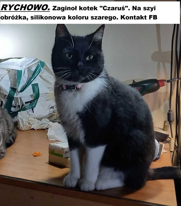 Zaginął kot Czaruś czarno biały