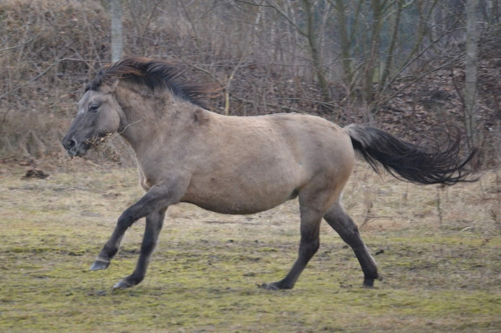 Polski kuc Wierzchowy klacz i klacz kn