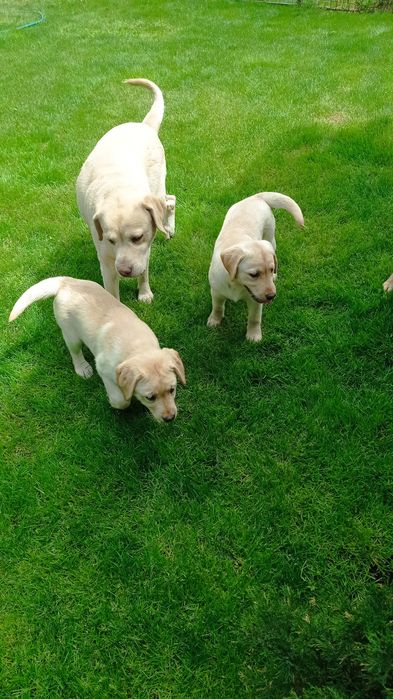 Лабрадори з документами