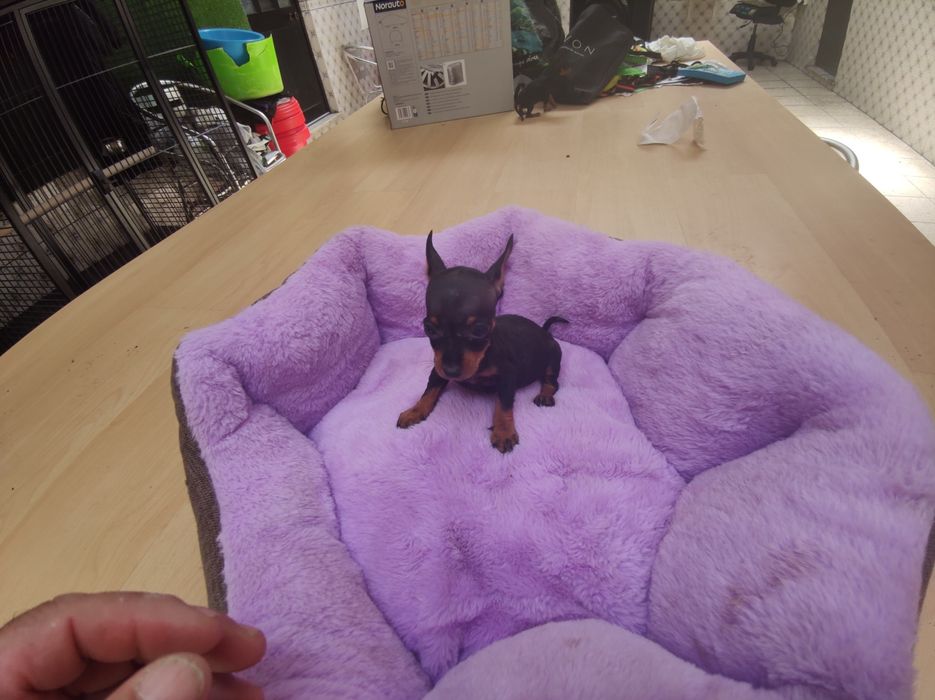 Pinscher pincher super miniatura fêmea criado em ambiente familiar