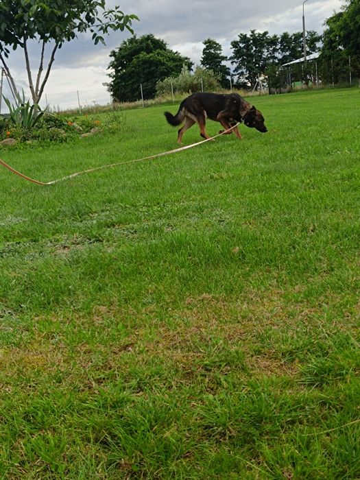 Gapcio do pilnej adopcji!