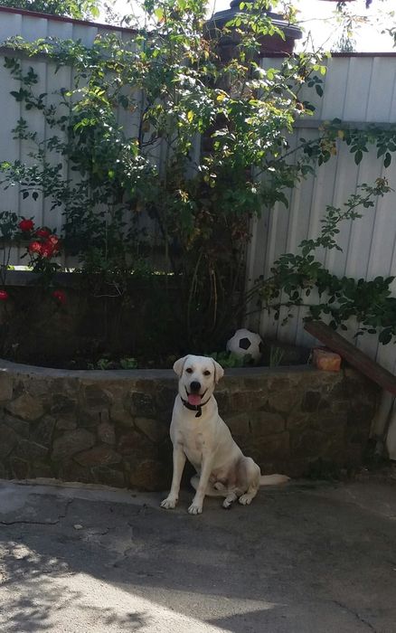 Лабрадор хлопчик, в'язка, з досвідом