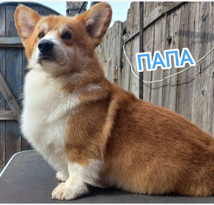 Продам щенков Вельш Корги Пемброк (цуценята Вельш Коргі Пемброк)