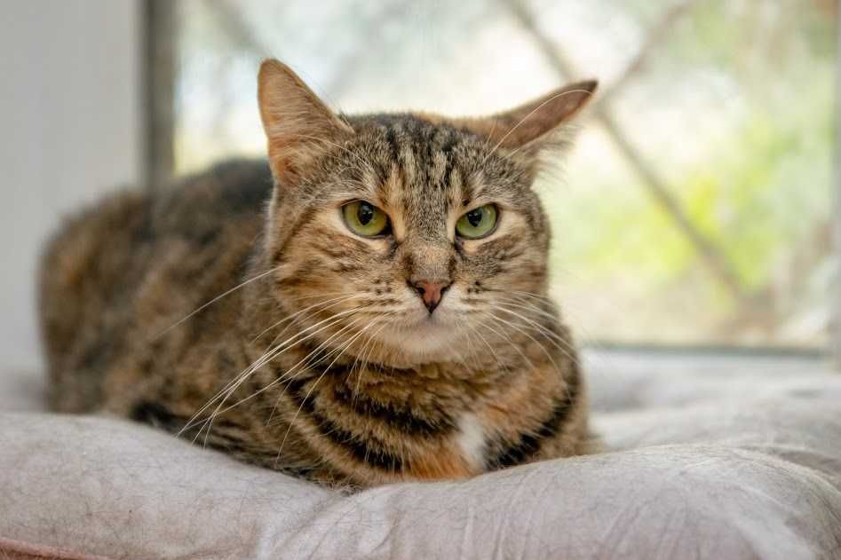 Сашка-пятий рік в притулку, це питання життя !