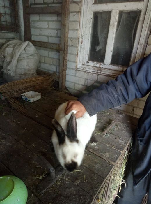 Продам кролів різного віку