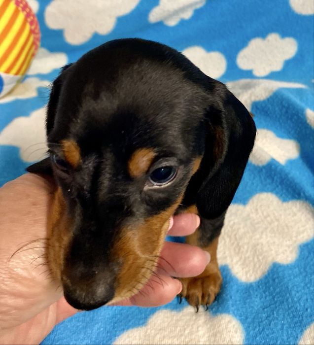 Teckel caninchen ou cao salsicha