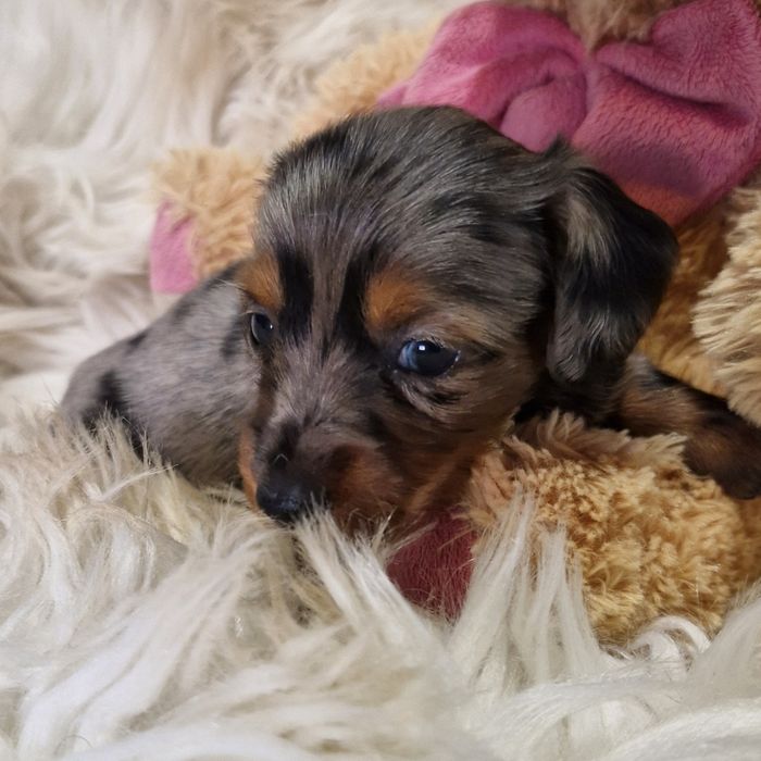 **HEIDY**jamnik miniaturowy sunia  blue merle krótkowłosa