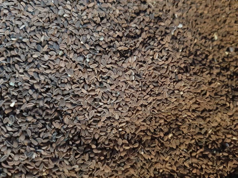 Facelia nasiona ekologiczne miododajna 2025 certyfikat faktura