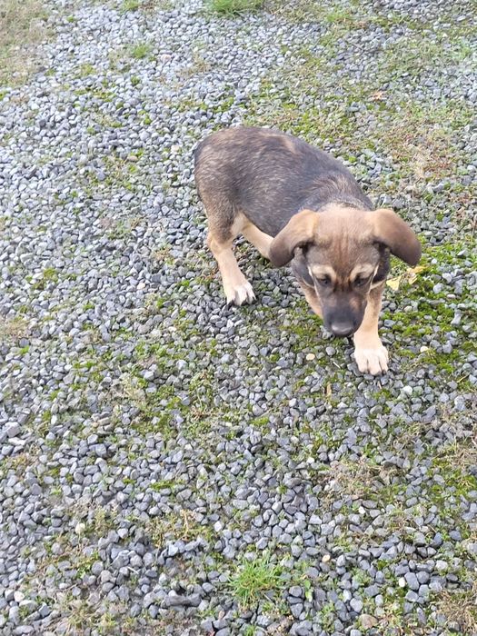 Oddam za darmo w dobre ręce