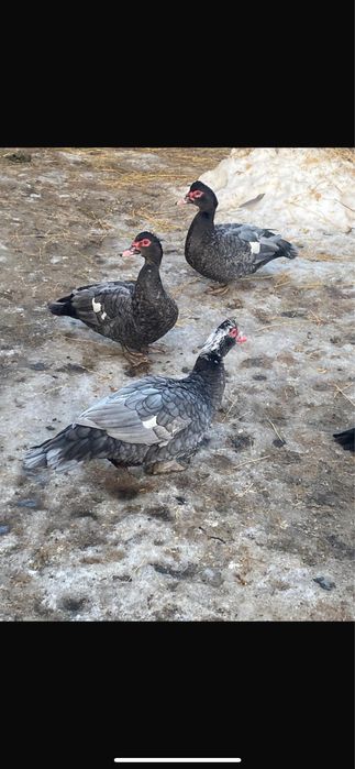 Індо-качка(шипуни)