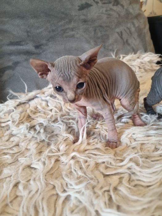 Sphynx gatinha super top