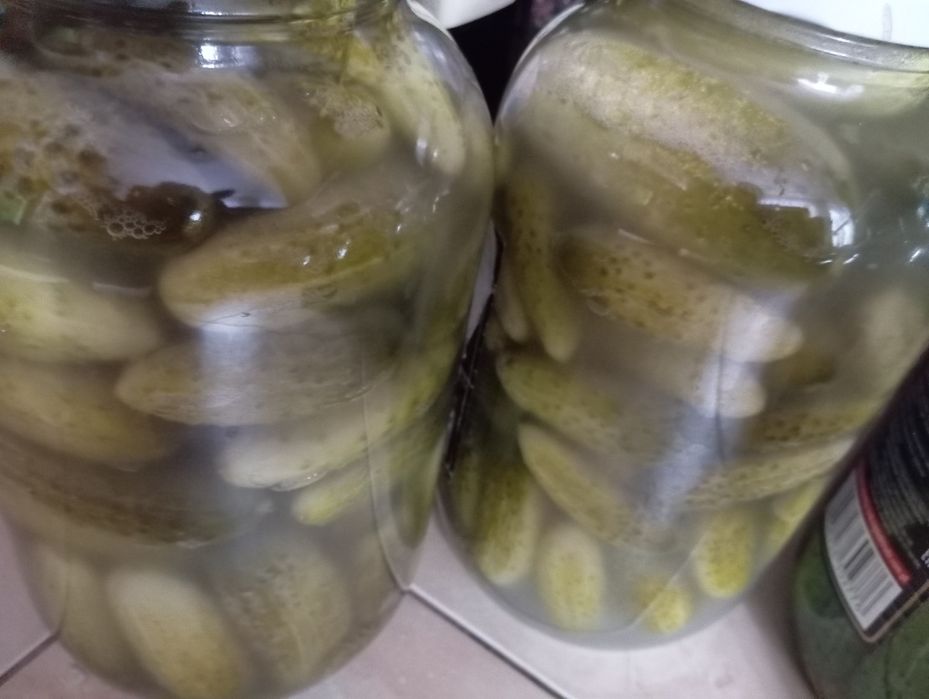 Domowe ogórki kiszone ekologiczne 100%