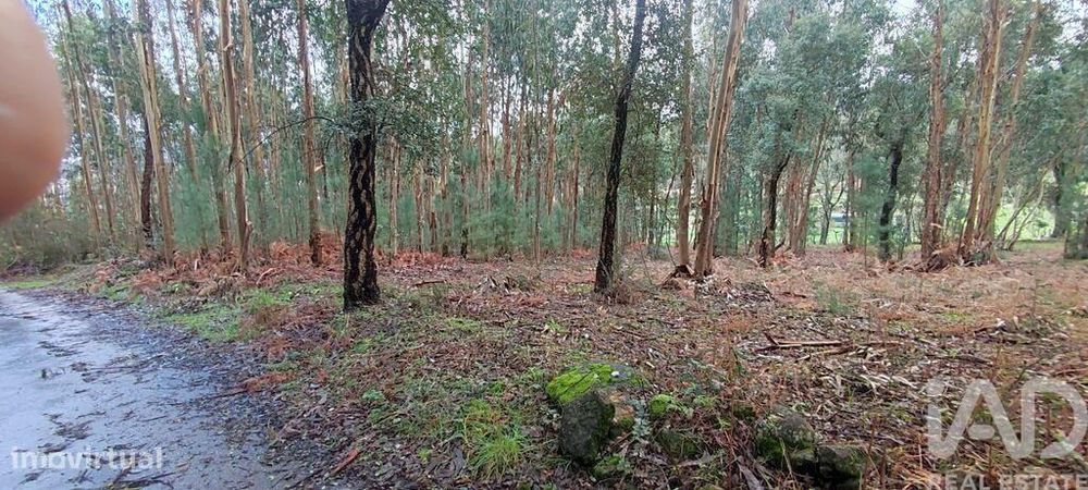 Terreno Agrícola em Bela