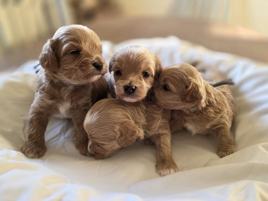 Maltipoo piesek hybryda pudel toy maltańczyk