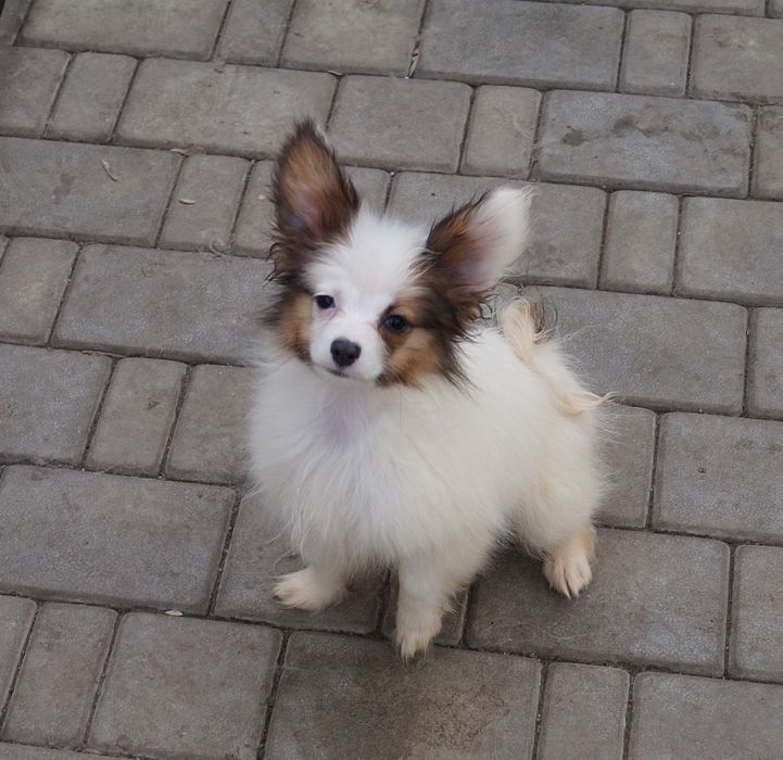 Девочки папильонки