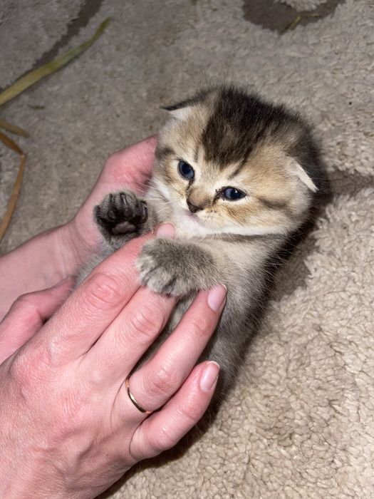 Золота шиншила