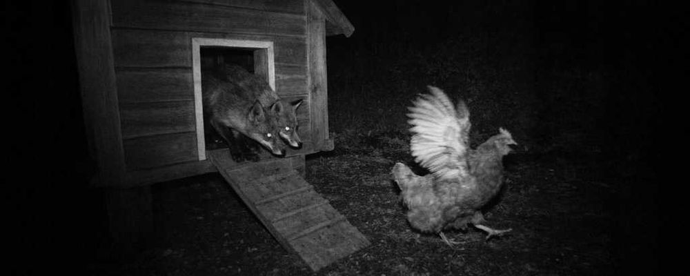 PANEL SŁONECZNY 4k WIFI fotopułapka kamera leśna myśliwska solarna