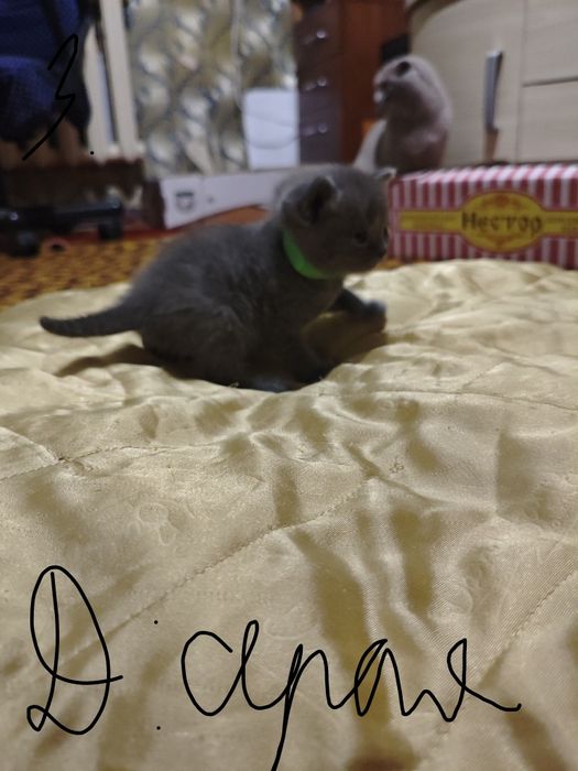 Британские и Шотландские котята