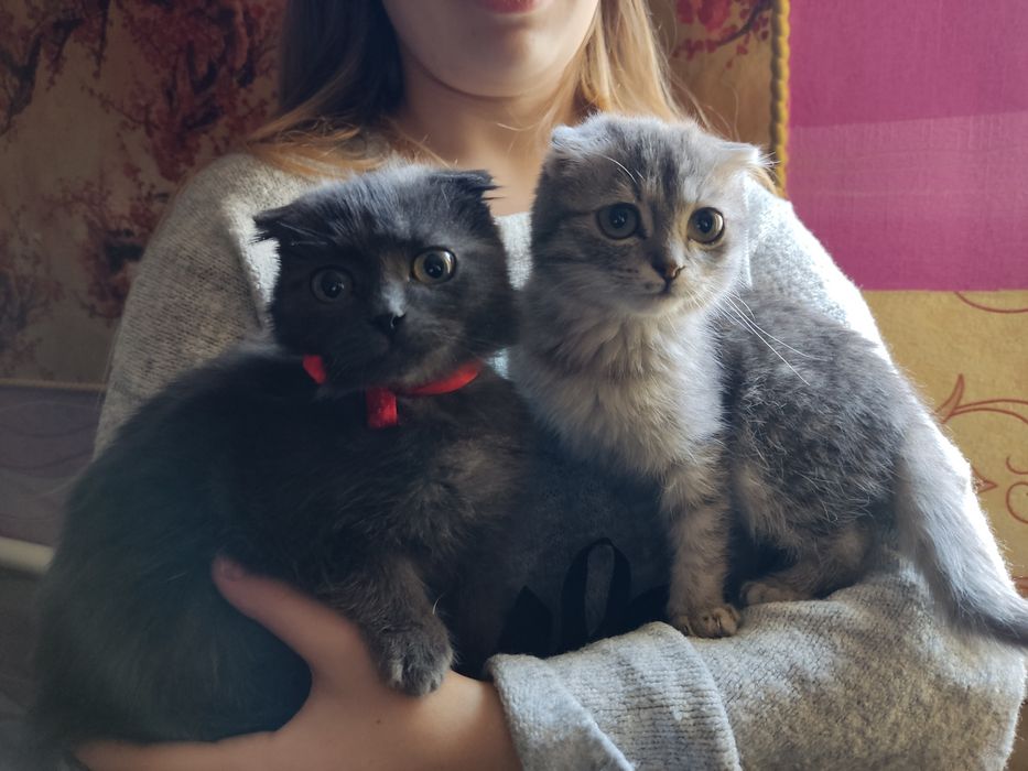 Шотландські висловухі котята