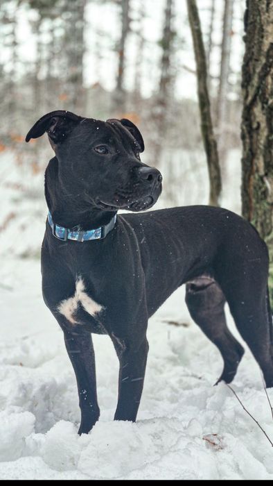 Młody pies w typie TTB szuka domu  / do adopcji