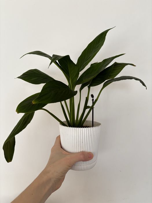 Спатифілум спатифилум жіноче щастя