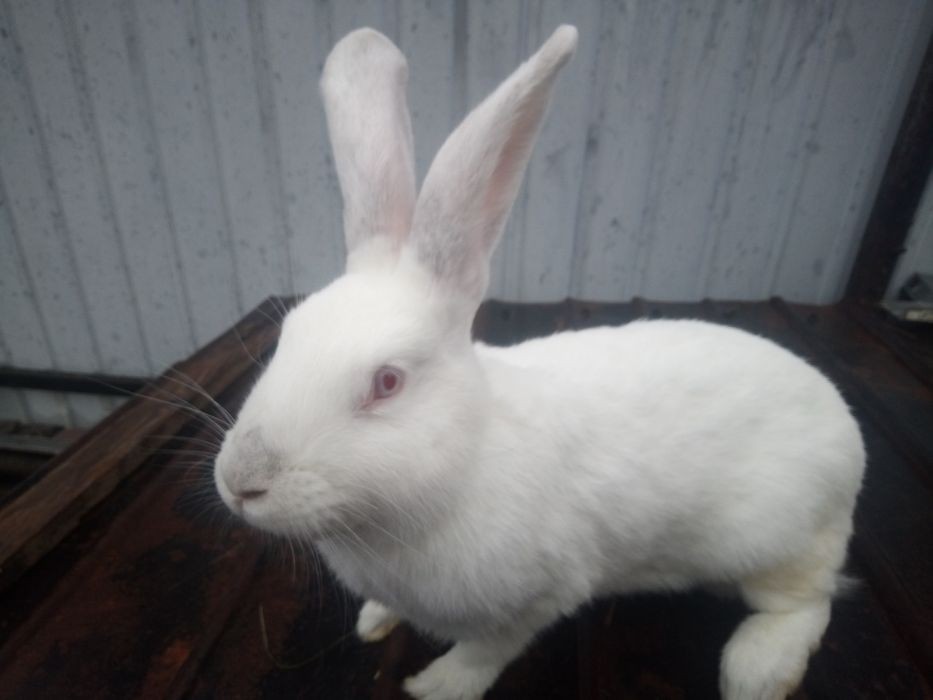 Кролі кролики кролиці