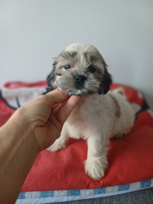 Śliczny szczeniakak malshi aktualne