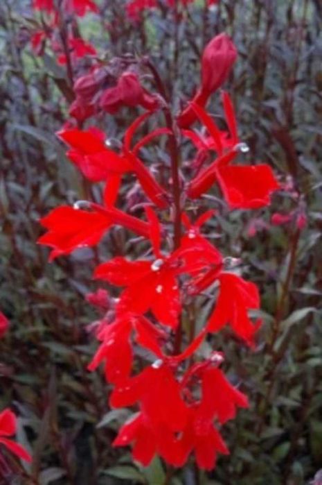 LOBELIA LŚNIĄCA Queen Victoria - sadzonki w doniczkach