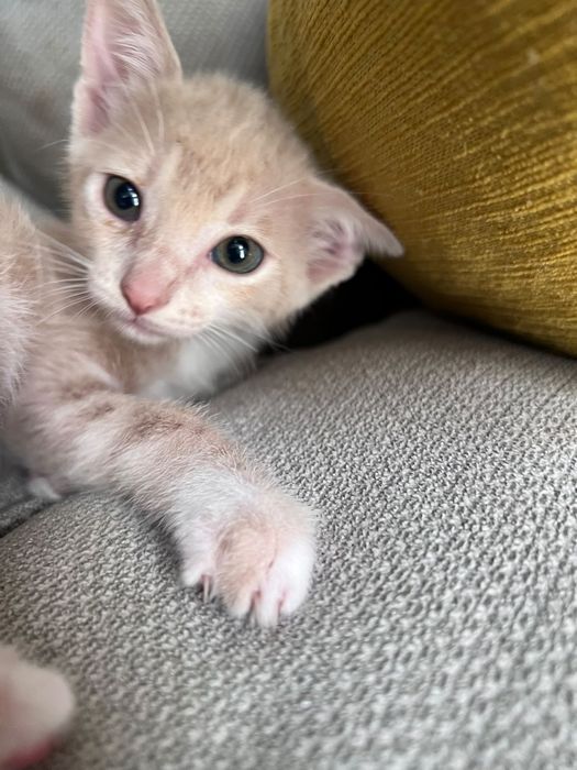 Gatinhos bebés para adoção