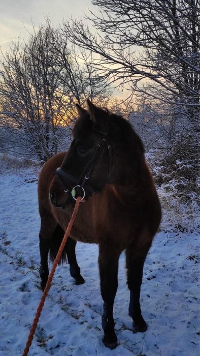 Sprzedam 6letniego hucułka