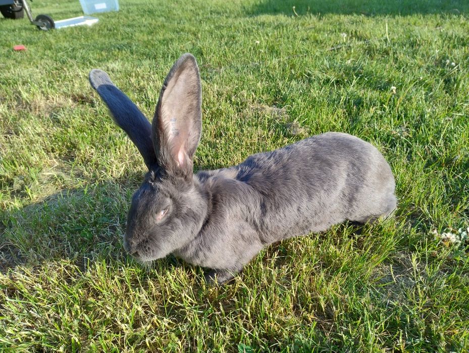 Belgijski Olbrzym Niebieski BON