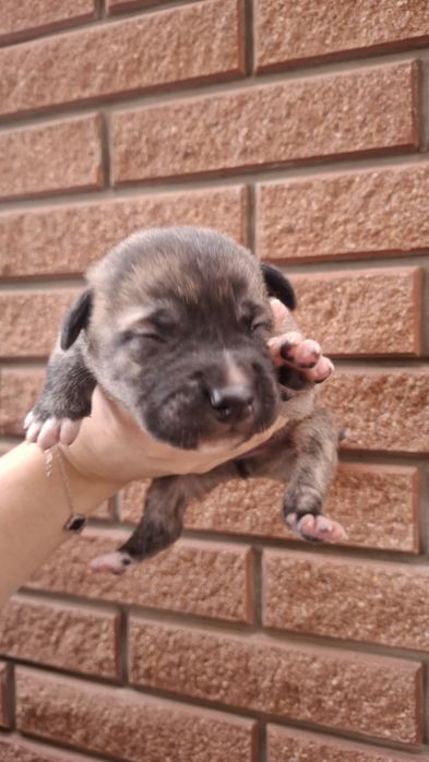 Щенки Испанский Алано.Канадский дог. Метис
