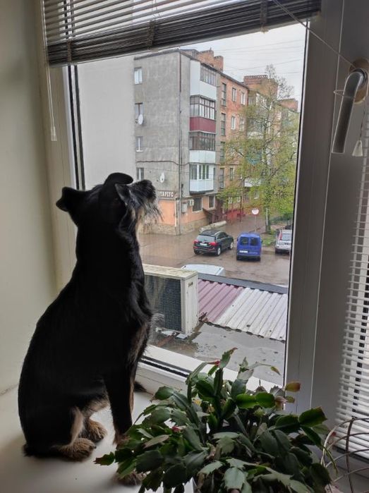 В добрі руки, песик для приватного будинку