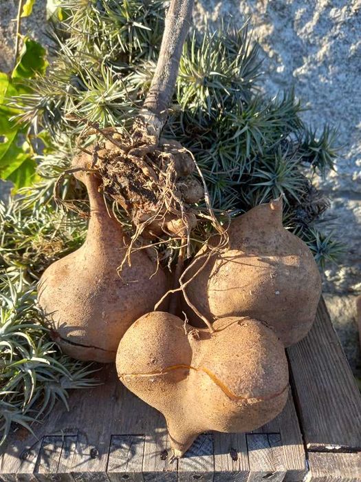 Rizomas de Batata Yacon