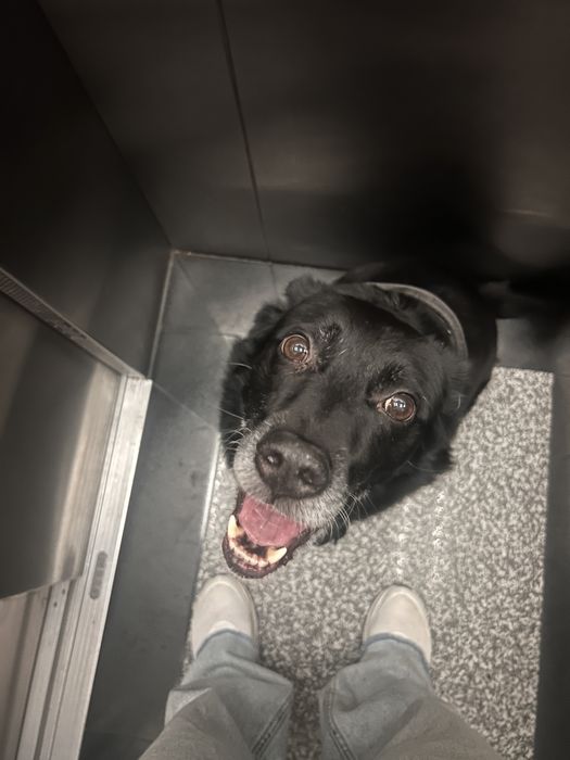 Assistente Veterinaria faço Pet sitting