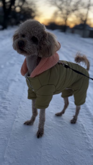 Вязка Той Пудель