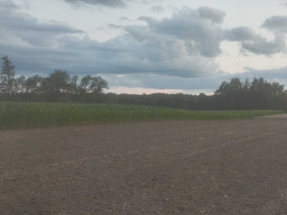 Sprzedam kukurydzę na pniu