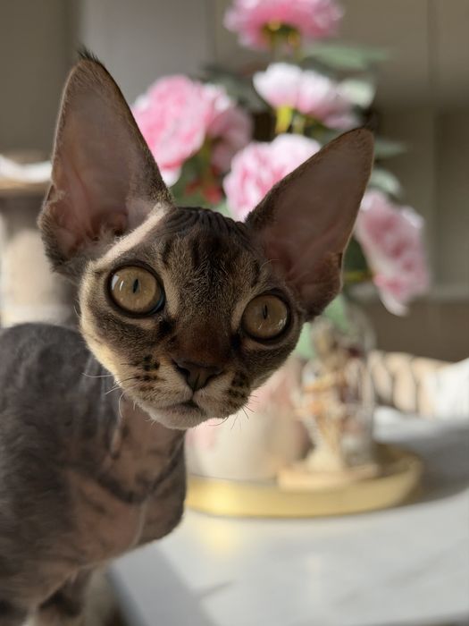 Koteczka Devon Rex
