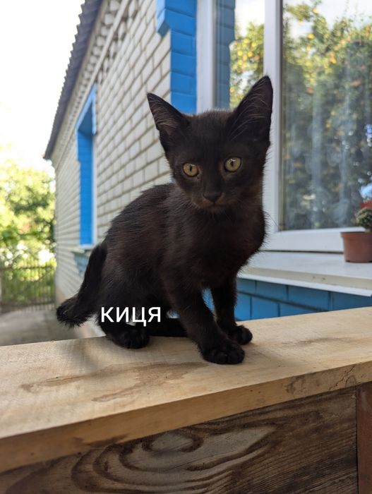 віддам кошенят, кота, кицю