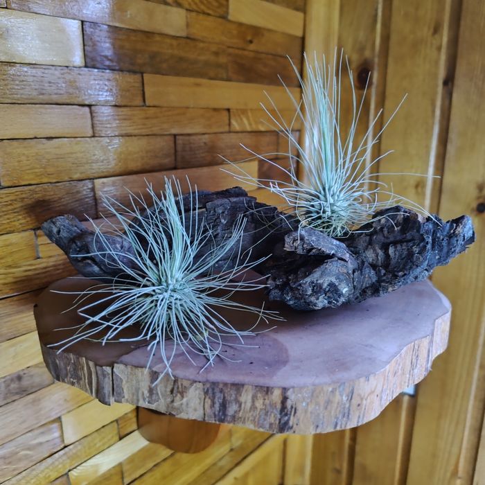 Тілландсія fuchsii f. gracilis