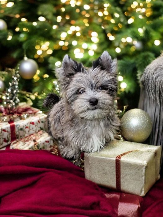 Unikat** Najpiękniejszy chłopczyk black merle Yorkshire Terrier