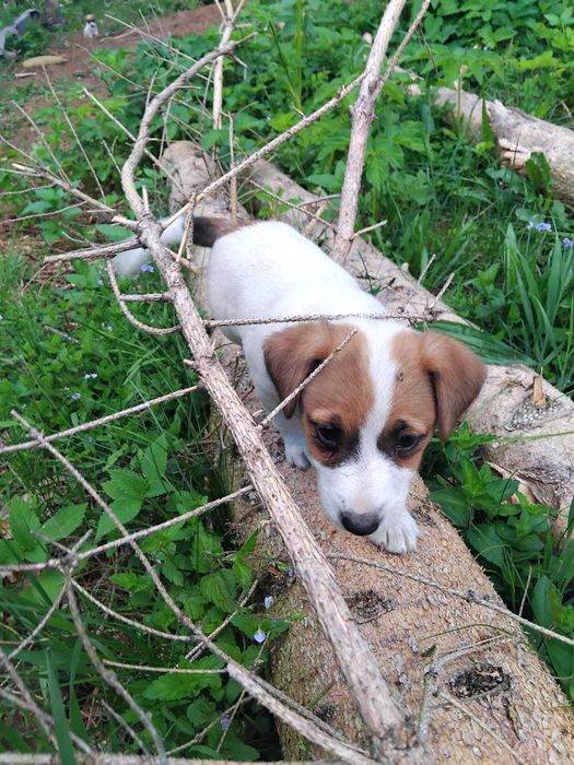 Jack Russel Terier