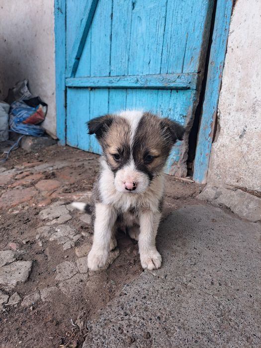 Віддам цуценя, дворняжка