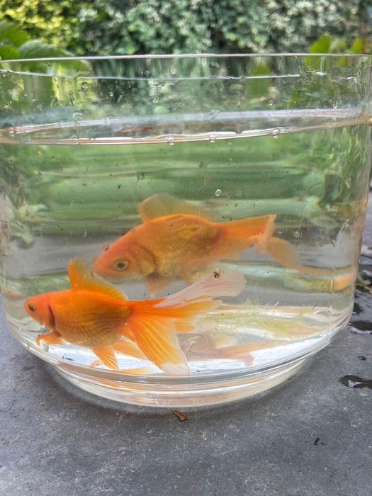 Рибки комети різних розмірів (від 3 см)