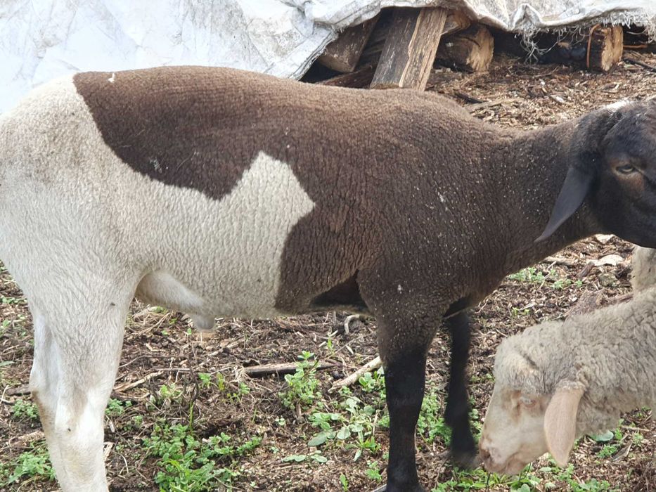 Carneiro cruzado dorper com merino 10 meses