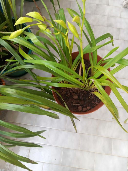 Vasos Orquideas amarelas