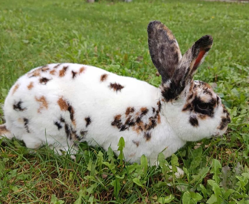 Króliki, rex trójbarwny