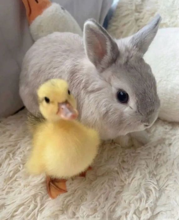 Карликові декоративні кролики міні