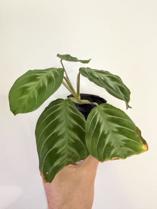 Marantas diversas ( lime, albo, light veins, cat mustache)