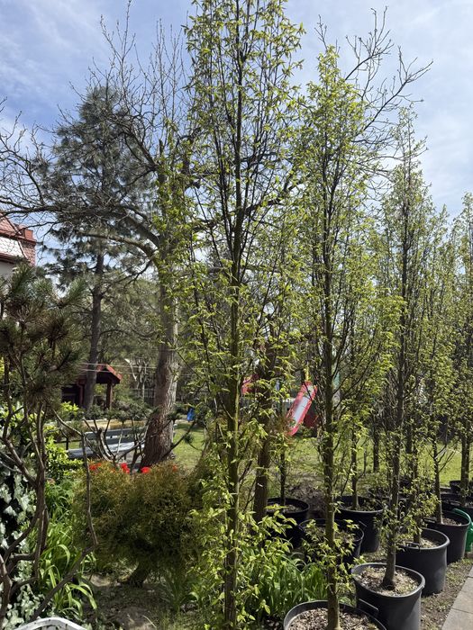 Grab fastigiata - drzewo alejowe lub soliter